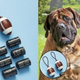 Image for article titled How To Throw Your Own Puppy Bowl